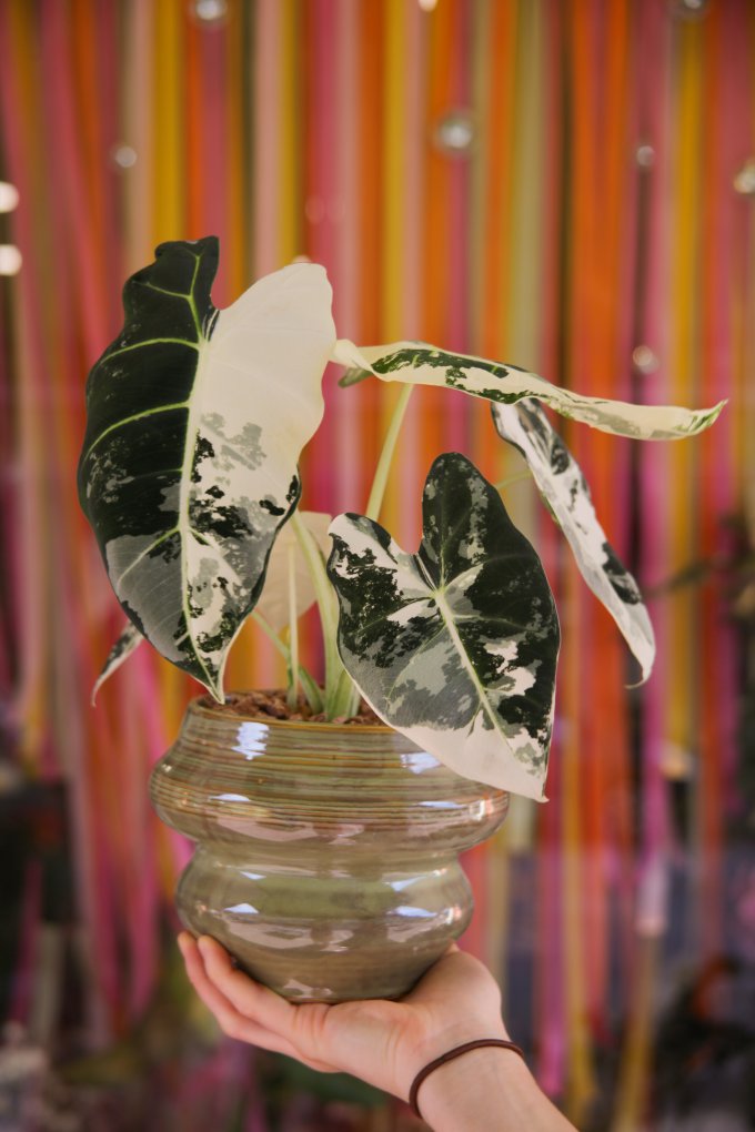 Jungle urbaine photo 4